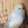 English budgies-sale