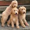 Miniature Goldendoodle Puppies, males and females, ready now