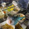 Quaker Parrot Babies