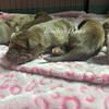 AKC Chocolate Great Dane puppies