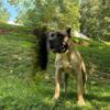 Presa  Canario pups coming soon.