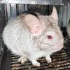 Chinchillas 