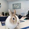 Spayed female rabbit