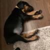 Purebred Doberman puppy for sale