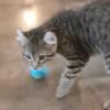 Highlander male kitten available TICA registered