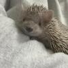 Female Madagascar tenrec