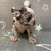 Frenchton bulldog