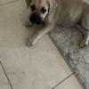 Bull Mastiff female puppy for sale