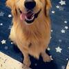 Golden retriever male for stud / will make beautiful puppies 