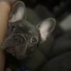 Female French Bulldog