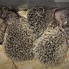 Lesser Tenrecs