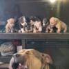 American Bully pups. Born on 2-14-24