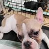 French Bulldog puppies 