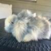 Teddy Widder Baby Bunnies $50  Beautiful