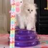 Powderpuff Persians Kittens Available