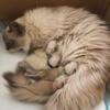 3 male Ragdoll kittens