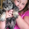 Petel AKC female Miniature Schnauzer puppy  Larzhausschnauzers.com