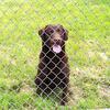 Adult Male Chocolate Lab