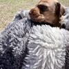 Frito from the Chili Bean Litter - Chocolate&Tan Smooth Coat Female - $1,200