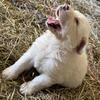 Great Pyrenees Great Dane mix Pyredane puppies ❤️