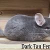 CHINCHILLAS in Colorado for sale all ages and colors