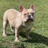 Frenchbulldog $800 male