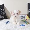 Bandit Cute Havanese Puppy
