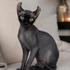 Sphynx Elf Girl Freya FREE to right home
