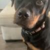 Year old Rottweiler 