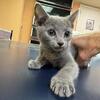HYPOALLERGENICElite Russian Blue kitten, male. In excellent breed type