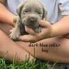 Silver and charcoal labs for sale