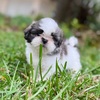 Female shih tzu puppy