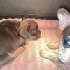 5 weeks old French bulldog puppies available 2/20/26