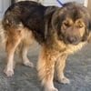 Female Adult Caucasian Shepherd