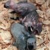 African Gray babies - 2 available