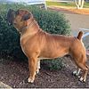 Super Stud)Large thick bone, huge head available 90.4% nabba scored male stud