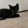 Black Domestic Kitten