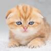 Scottish Folds Kittens Pure breed TICA Registered