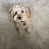 10 month old male cavapoo