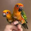 Handfed Sunday Conure Babies