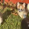 DM clear, Corgi pups available, reds and tris, champion bloodlines. Health tested.