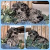 Merle Toy Poodle Puppy