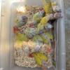 Baby Sun Cheek Conures
