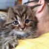 Beautiful Maine Coon Kittens