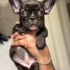 French Bulldog puppies