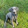 AKC Great Danes TWO BLUE FEMALES - CLOSEOUT DUE TO RELOCATION