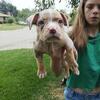 American bullies