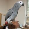 Beautiful African Grey Female Baby