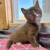 Cinnamon DBE NS Munchkin Male