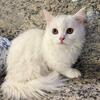 Munchkin White Male